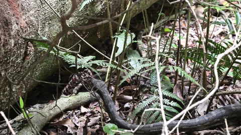 Carpet Python Rainforest Binna Burra Australia. Stockbeeldmateriaal 333483958