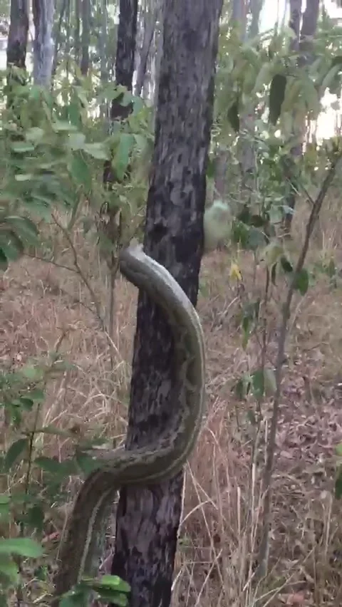 Carpet Python Release, Ipswich, Brisbane, Australia - 01 Jan 1970 Vidéo 205356224