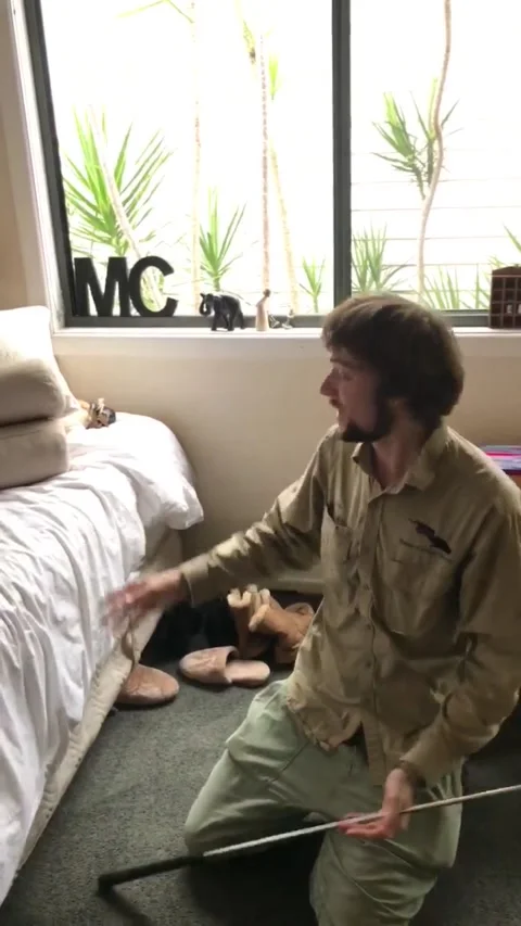 Carpet Python Retrieved From Child's Bedroom, Sunrise Beach, Queensland, Austral 動画素材 205223372