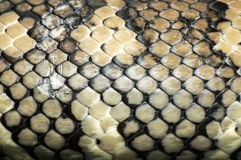 Carpet Python Scales Foto stock