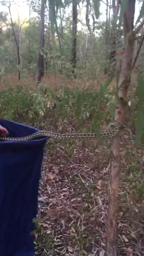 Carpet Python Scaling a Tree, Brisbane, Australia - 01 Jan 1970 库存影片 205361353