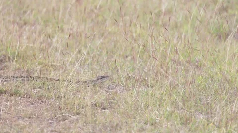Carpet Python slither on ground in grass Video stock 286328032