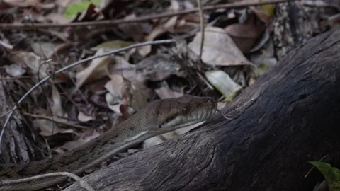 Carpet Python slither over tree trunk smelling with tongue close up Video stock 328647956