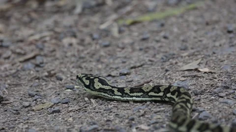 Carpet Python slither in rainforest close up Stock-Footage 321183215