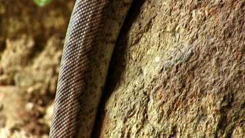 Carpet python slithering over a rock in Australia 스톡 동영상 161809899