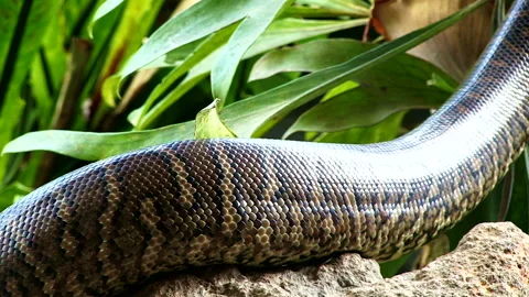 Carpet python slithering over a rock in Australia 스톡 동영상 161809969