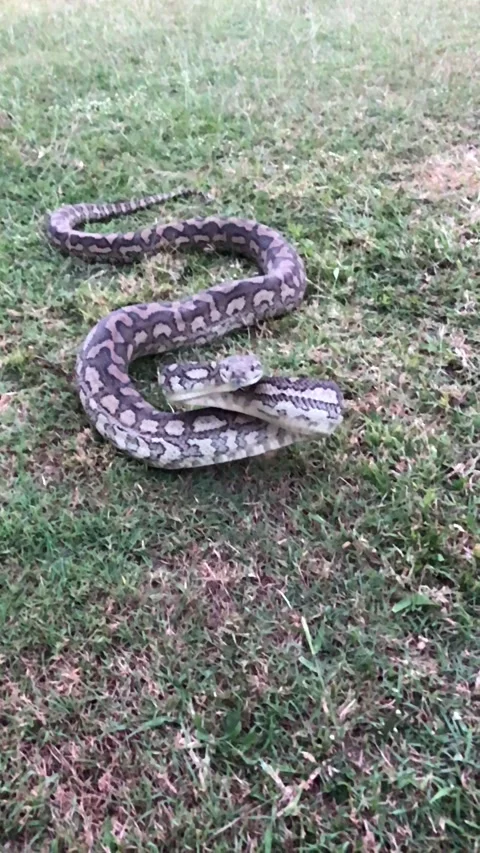 Carpet Python Strikes, Townsville, Queensland, Australia - 14 Jun 2018 動画素材 205246553