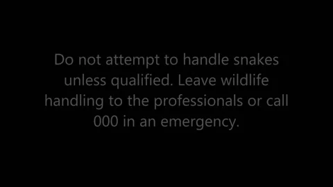 Carpet Python Swallows Chicken Whole, Anstead, Brisbane, Australia - 15 Sep 2015 Stockbeeldmateriaal 205244515