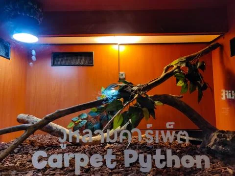 Carpet Python swirled up on the light hanger. The non-english text translates Stock Photos