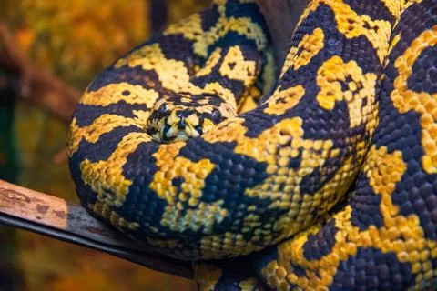Carpet python with yellow-black colors, close-up view. Stock Photos