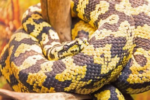 Carpet python with yellow-black colors on the sand of the desert zones. Photos