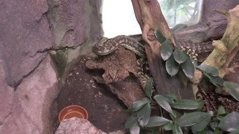 Carpet python in zoo Stock Footage 77188146