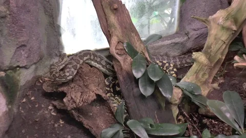 Carpet python in zoo Stock Footage 77188196