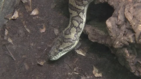 Carpet python in zoo Stock Footage 77188215