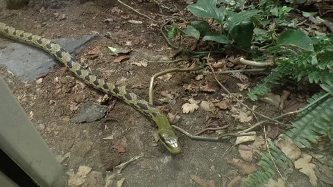 Carpet python in zoo Stock Footage 77188251