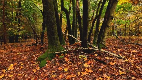 Carpet of red leaves in the forest Stock Footage 318174998