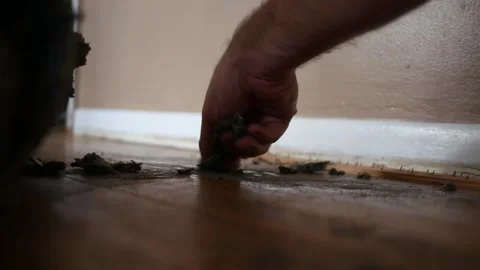 Carpet Removal Series - Man pulls padding off staples Stock Footage 323679152