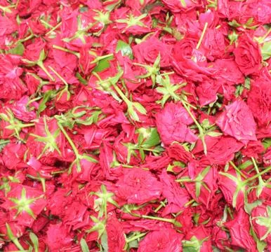 Carpet of roses Stock Photos