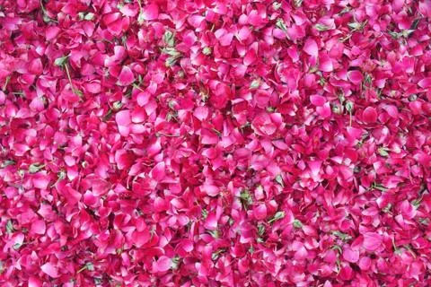 Carpet of roses Stock Photos