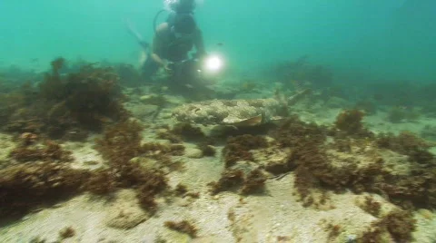 Carpet Shark Released from Aquarium Stock Footage 619601