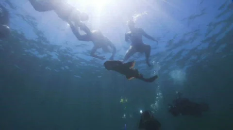 Carpet Shark Released from Aquarium Stock Footage 619609