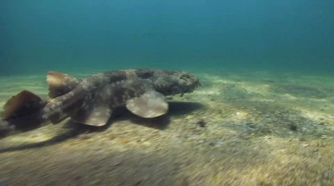 Carpet Shark Released from Aquarium Stock Footage 619616