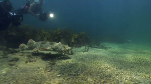 Carpet Shark Released from Aquarium Stock Footage 619644