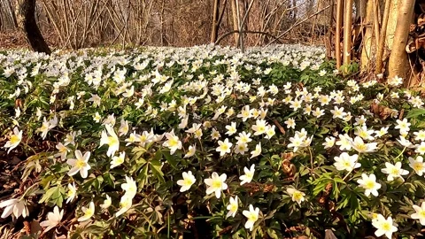 A carpet of small white flowers in the middle of the woods Stock Footage 286383864