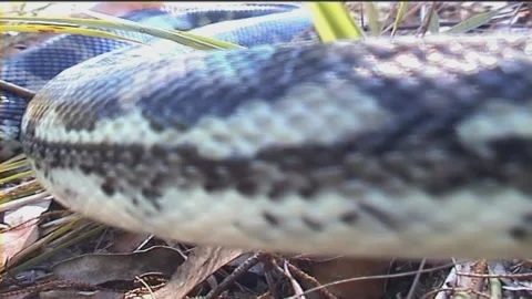 Carpet Snake Stock Footage 242048418