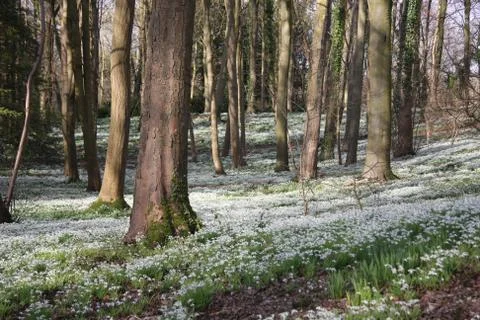 Carpet of snowdrops Stock Photos