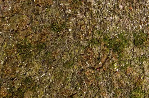 Carpet sprouting moss Stock Photos