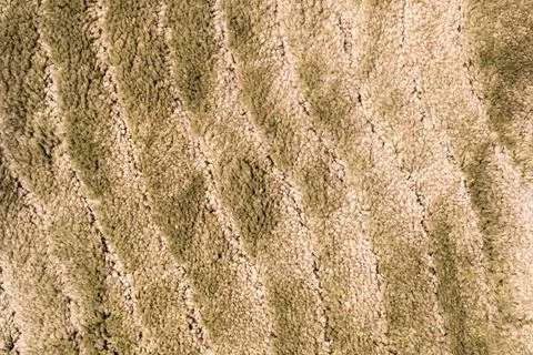 Carpet texture close-up with soft pile fibers in warm beige and olive tones, Stock Photos