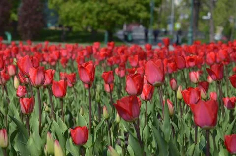 A carpet of tulips Stock Photos