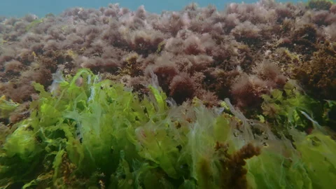 Carpet of vibrant marine algae covering rocky wall under sunbeams. Stock Footage 341506014