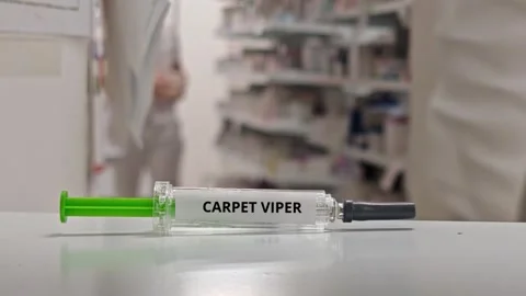 CARPET VIPER venomous snake and envenomation treatment concept in a hospital Stock Footage 342076433