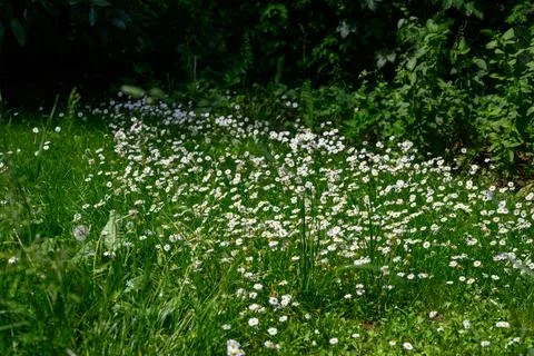 A carpet of white daisies. Fotos Stock