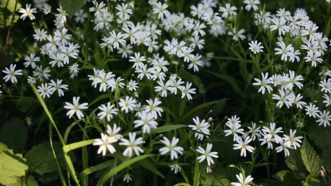 Carpet of white forest flowers close-up. Real time, camera movement, outdoor, in Stock Footage 100199944