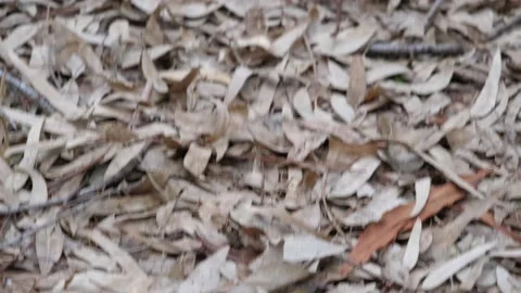 Carpet of winter leaves Stock Footage 143275252