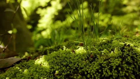 Carpets of clumps of moss on the ground and stone. Bryophyta green wet plants Stock Footage 154116080
