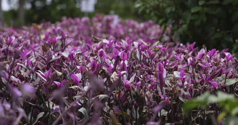 Carpets of flowers in Madeira, 4K Stock Footage 254103787