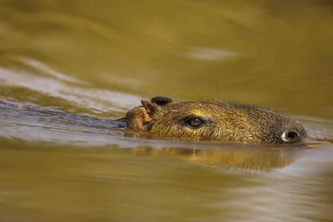 Carpincho Foto stock