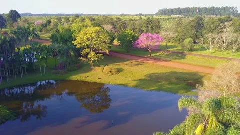 Carpinchos (Capybara) rodents sunbathing in the grass  next lagoon in Las Stock Footage 137508515