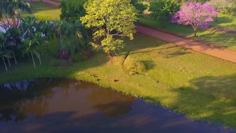 Carpinchos (Capyvara) rodents sunbathing in the grass shore of an Stock Footage 140639561