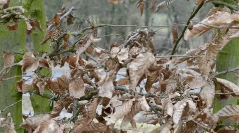 Carpinus betulus in winter Stock Footage 12283911