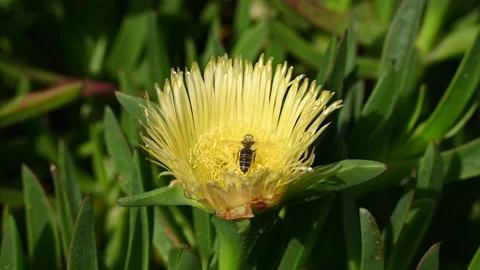 Carpobrotus edulis  and bee. Ground-creeping plant with succulent leaves in the  Vídeo Stock 195439877