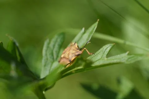 Carpocoris fuscispinus Stockfoto's