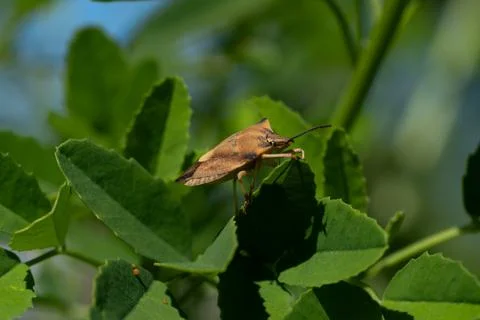 Carpocoris fuscispinus 스톡 사진