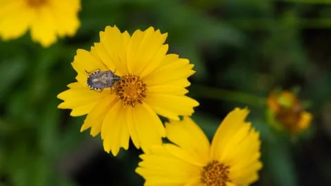 Carpocoris fuscispinus resting on a yellow Daisy. Stock Photos