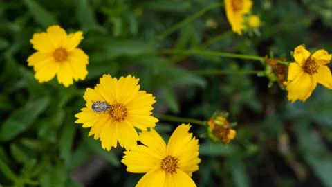 Carpocoris fuscispinus resting on a yellow Daisy. Stock Photos