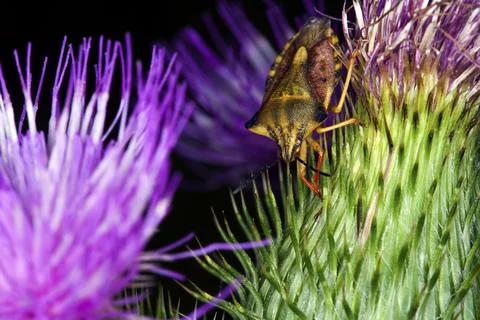 Carpocoris fuscispinus, shield bug, Carpocoris fuscispinus Stock Photos